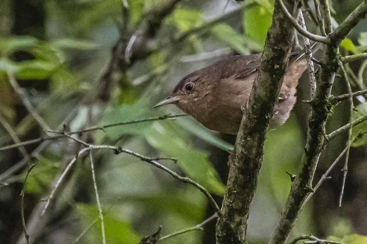 House Wren - ML620507218