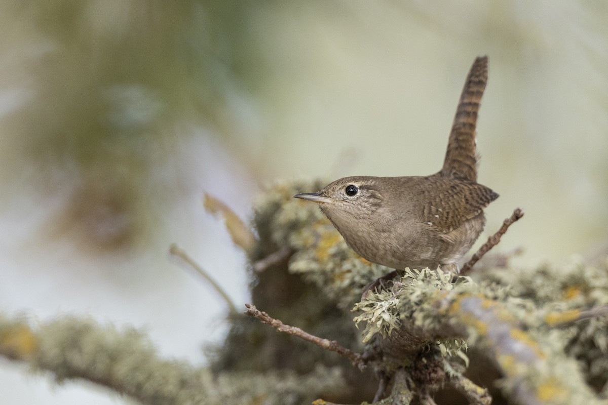 House Wren (Northern) - ML620507219