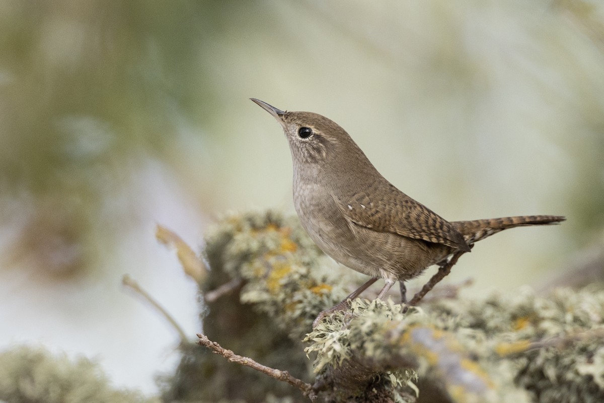 House Wren (Northern) - ML620507220