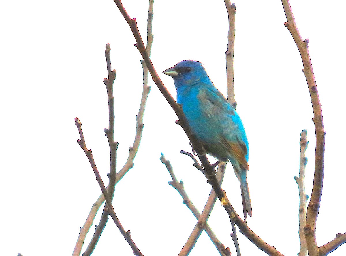 Indigo Bunting - ML620507223