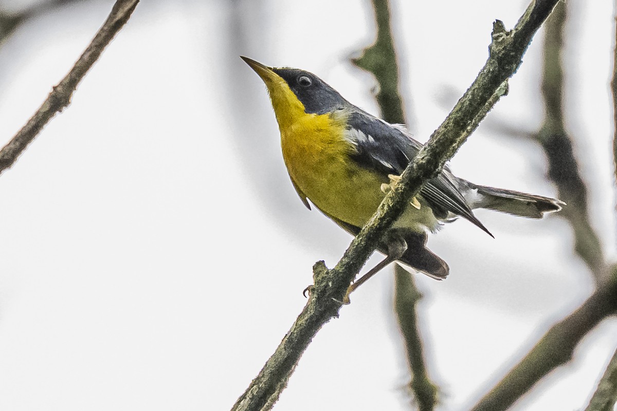 Tropical Parula - ML620507224