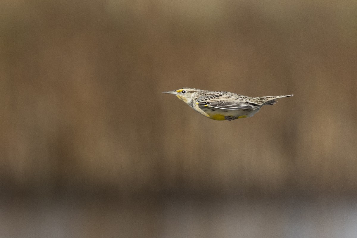 Western Meadowlark - ML620507231