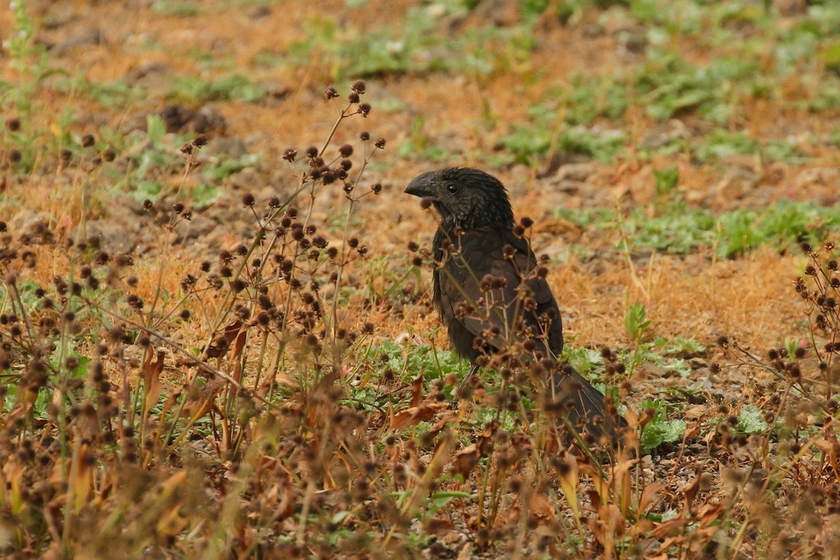 Groove-billed Ani - ML620507232