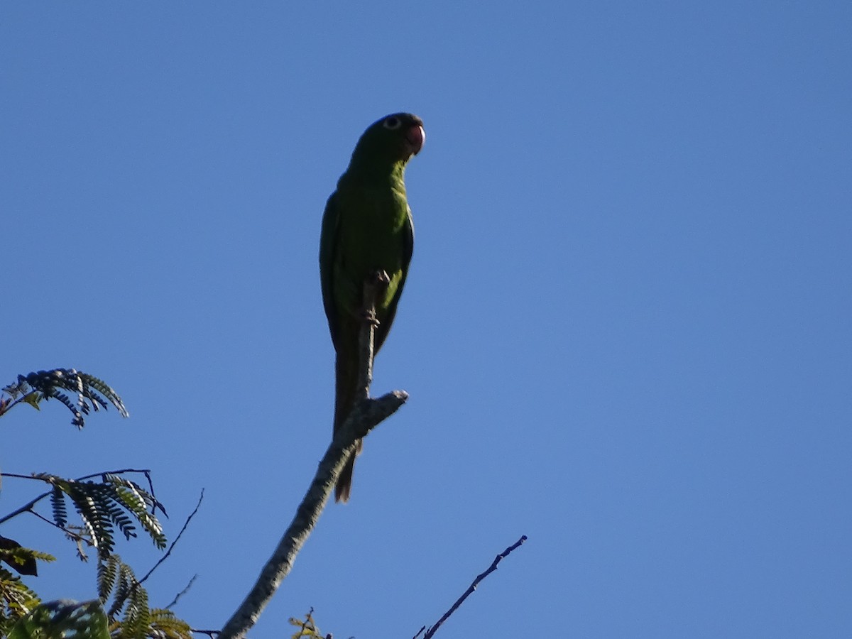 White-eyed Parakeet - ML620507235