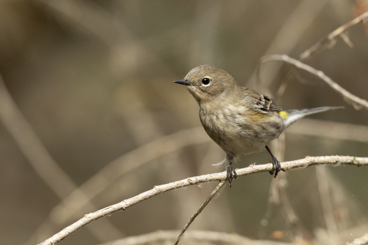 Yellow-rumped Warbler (Audubon's) - ML620507241