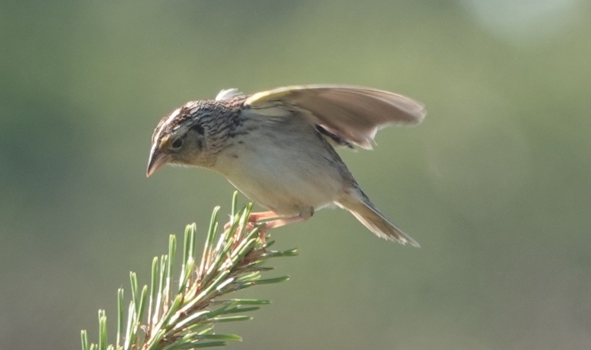 Chingolo Saltamontes - ML620507244