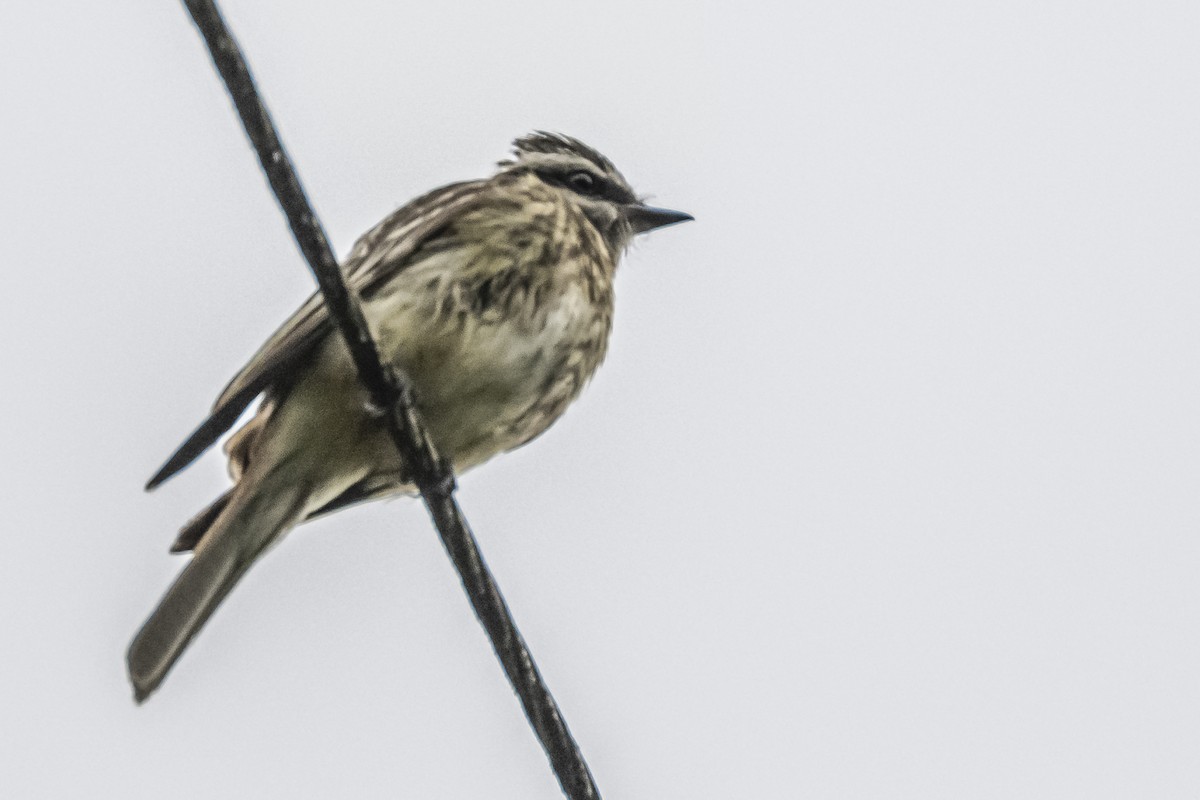 Variegated Flycatcher - ML620507255