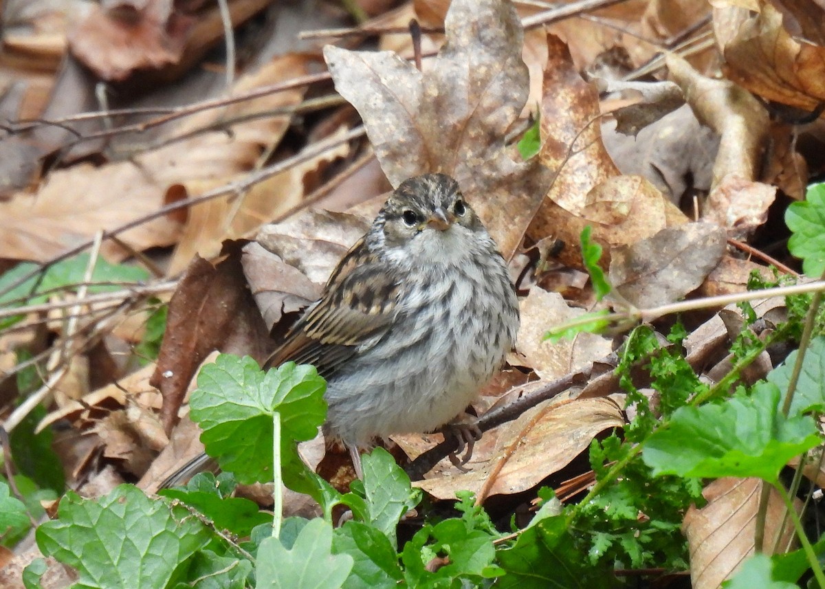 Chipping Sparrow - ML620507258