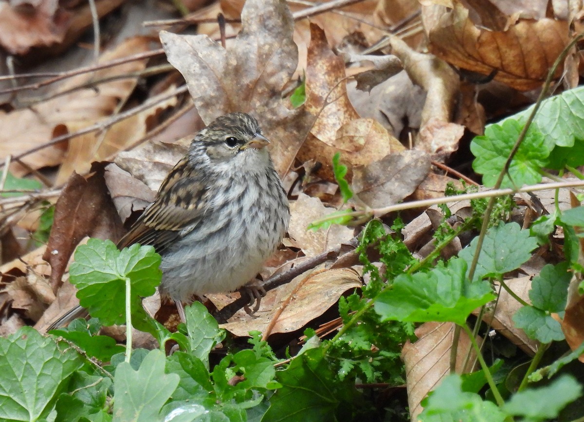 Chipping Sparrow - ML620507260