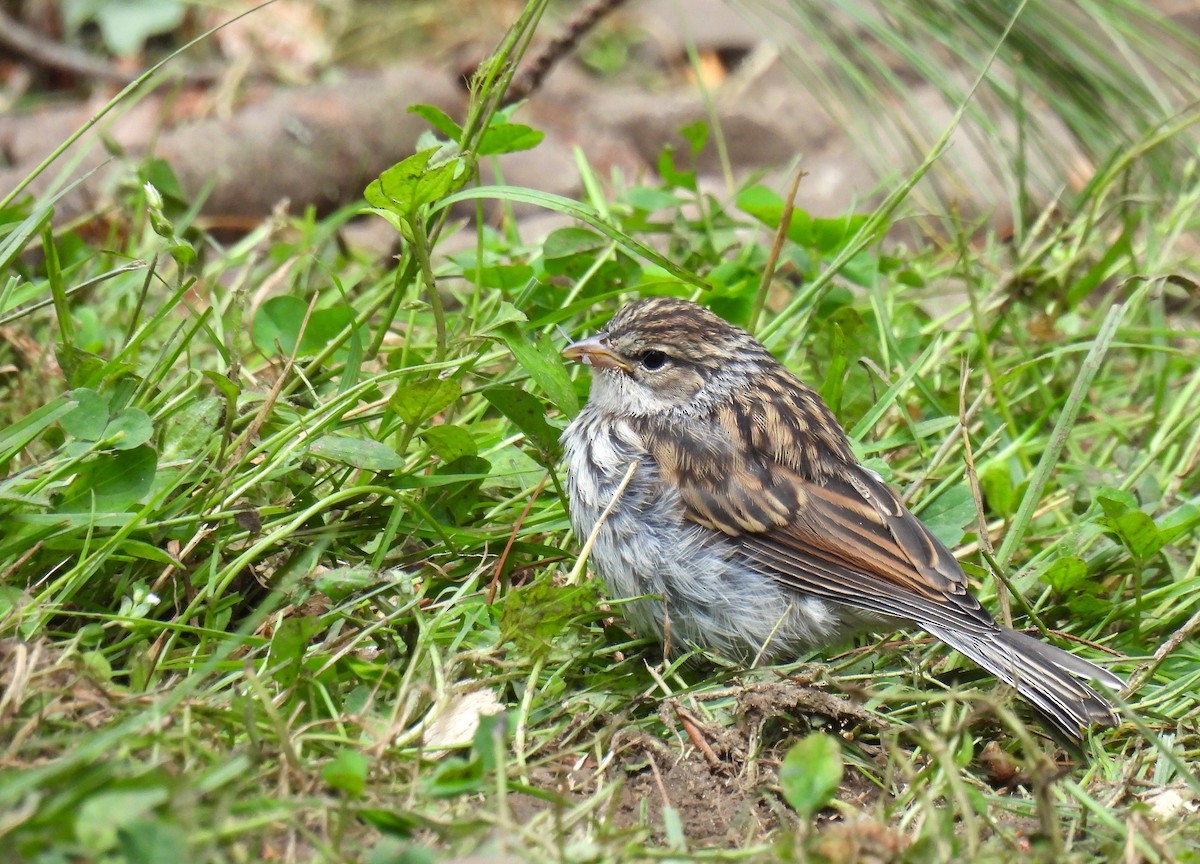 Chipping Sparrow - ML620507261