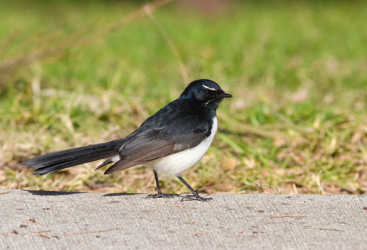 Willie-wagtail - ML620507262