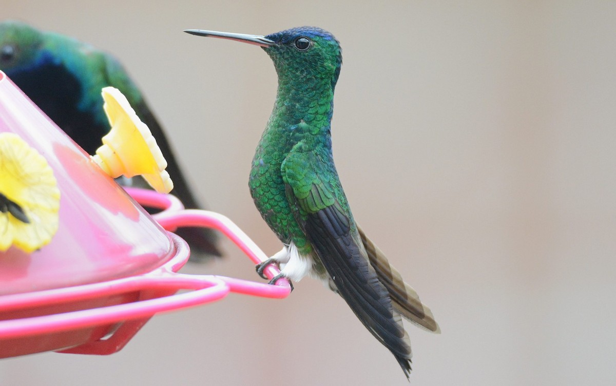 Indigo-capped Hummingbird - ML620507263