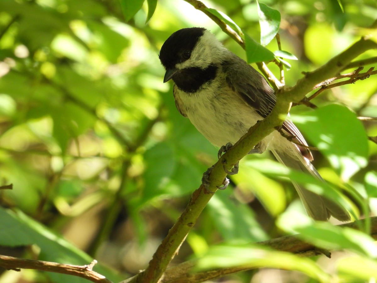 Carolina Chickadee - ML620507271