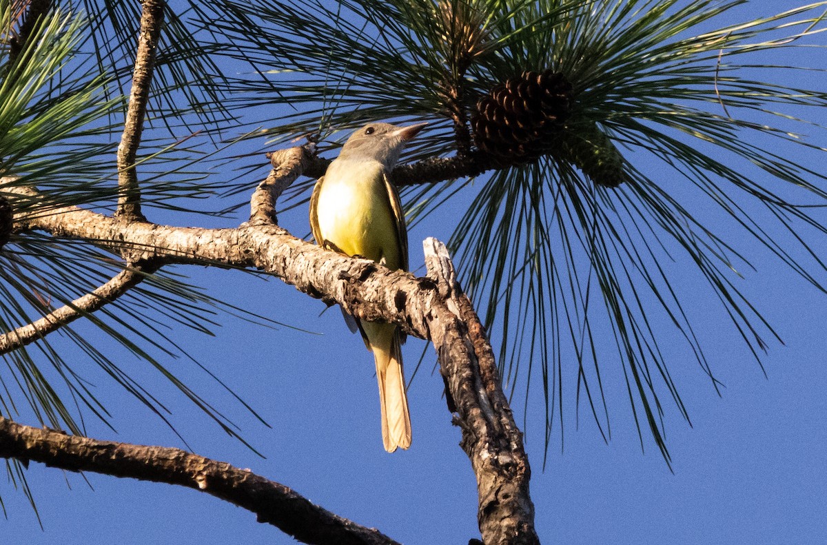 Great Crested Flycatcher - ML620507274