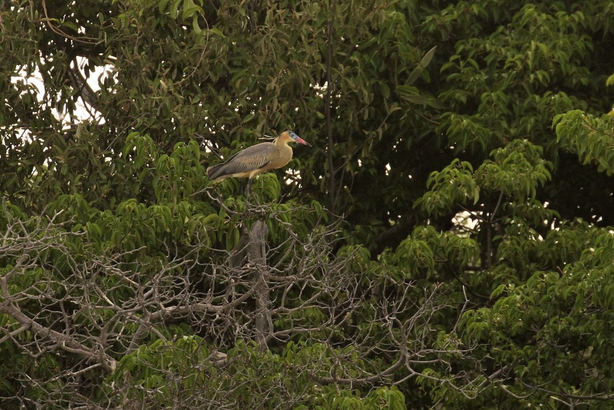 Whistling Heron - E. Hoffa