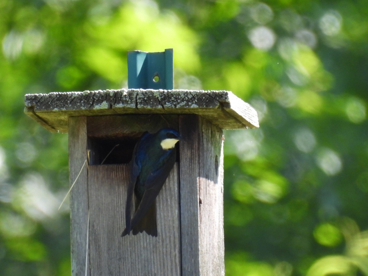 Tree Swallow - ML620507283