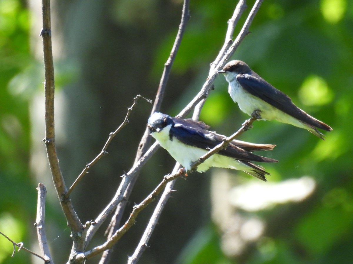 Tree Swallow - ML620507285