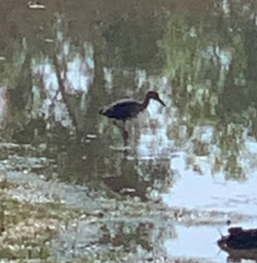 Yellow-crowned Night Heron - ML620507287