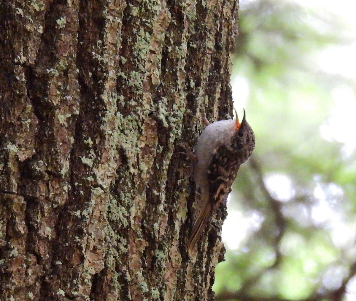 Brown Creeper - ML620507289