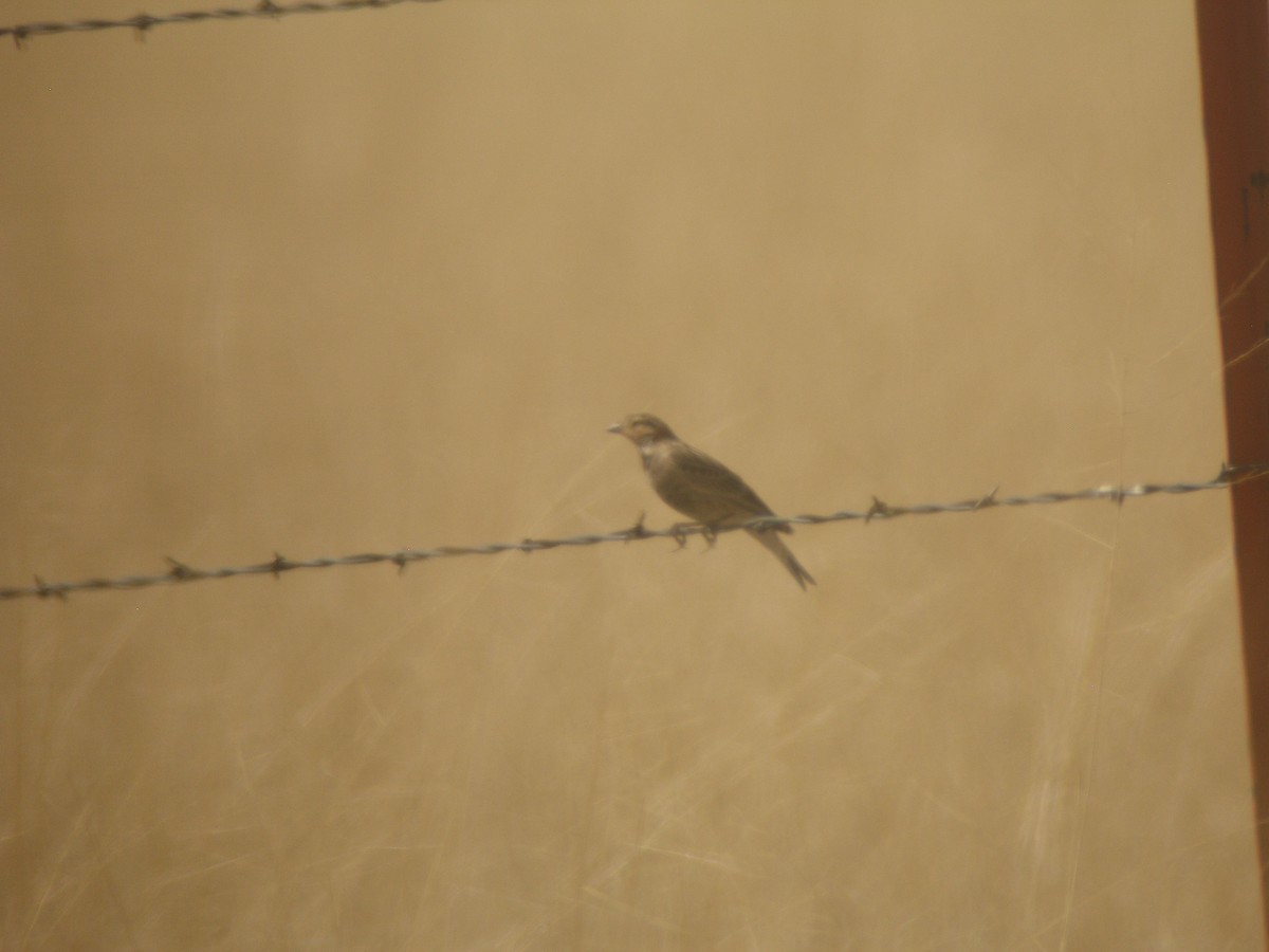 Chestnut-collared Longspur - ML620507295