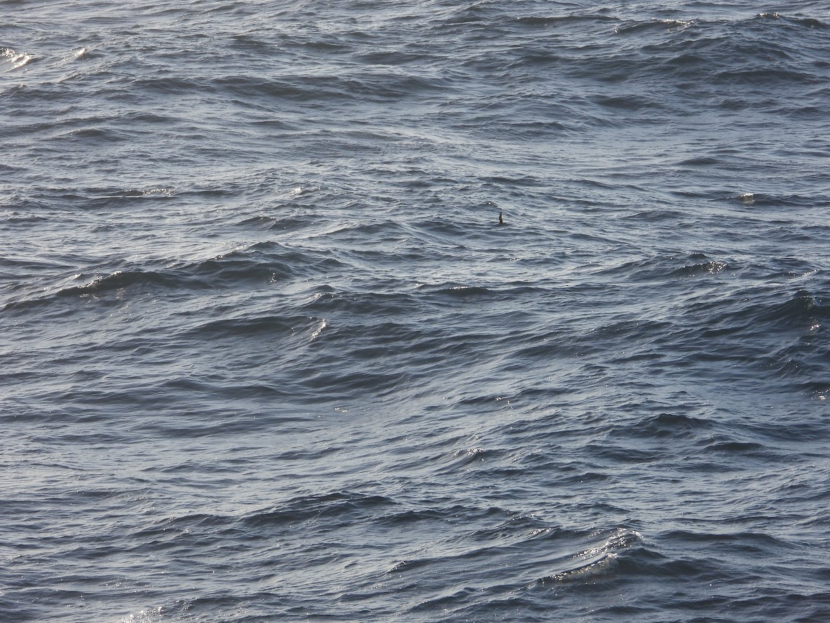 Leach's Storm-Petrel - ML620507298