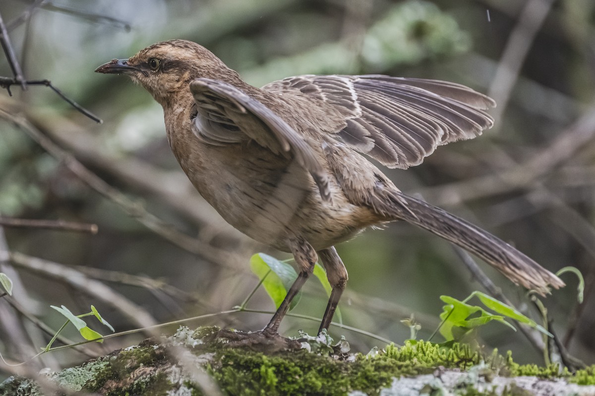 Chalk-browed Mockingbird - ML620507308