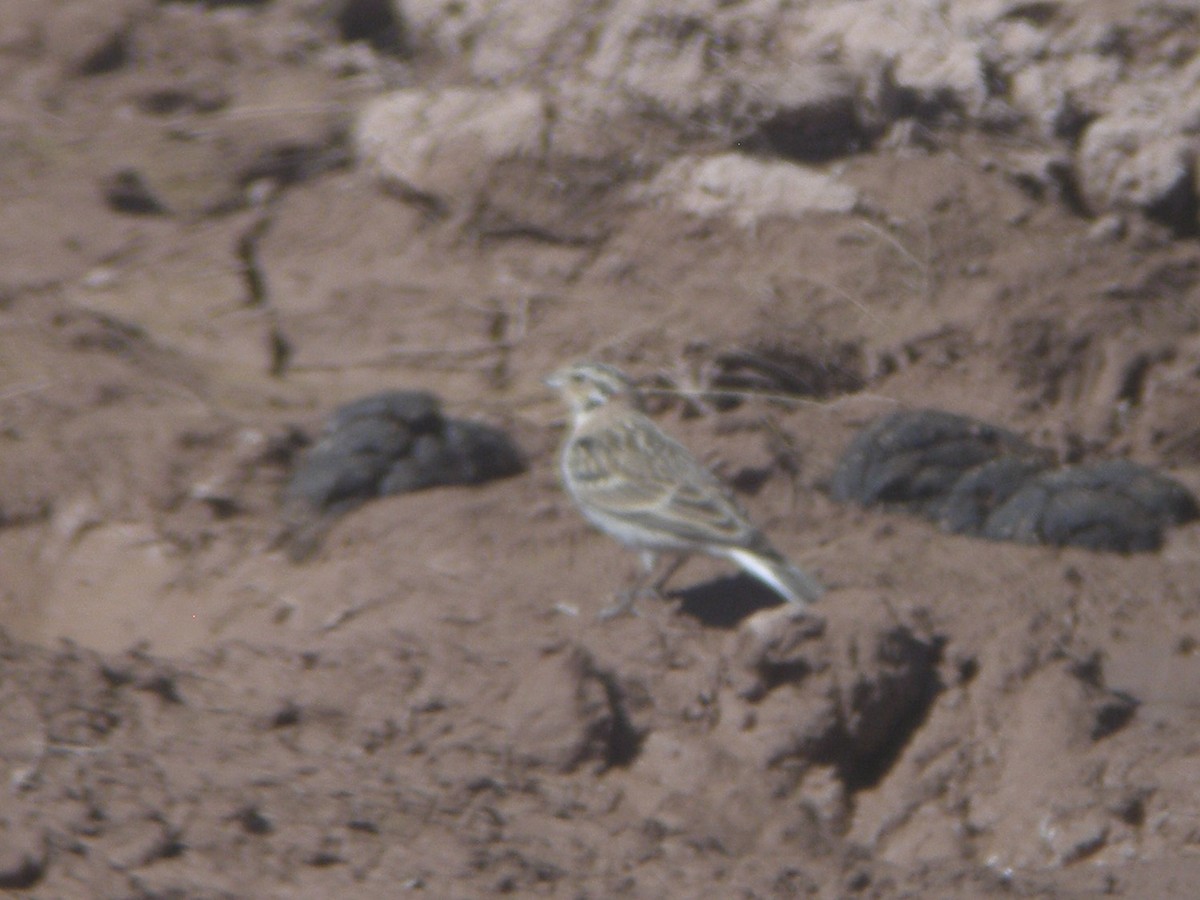 Chestnut-collared Longspur - ML620507309