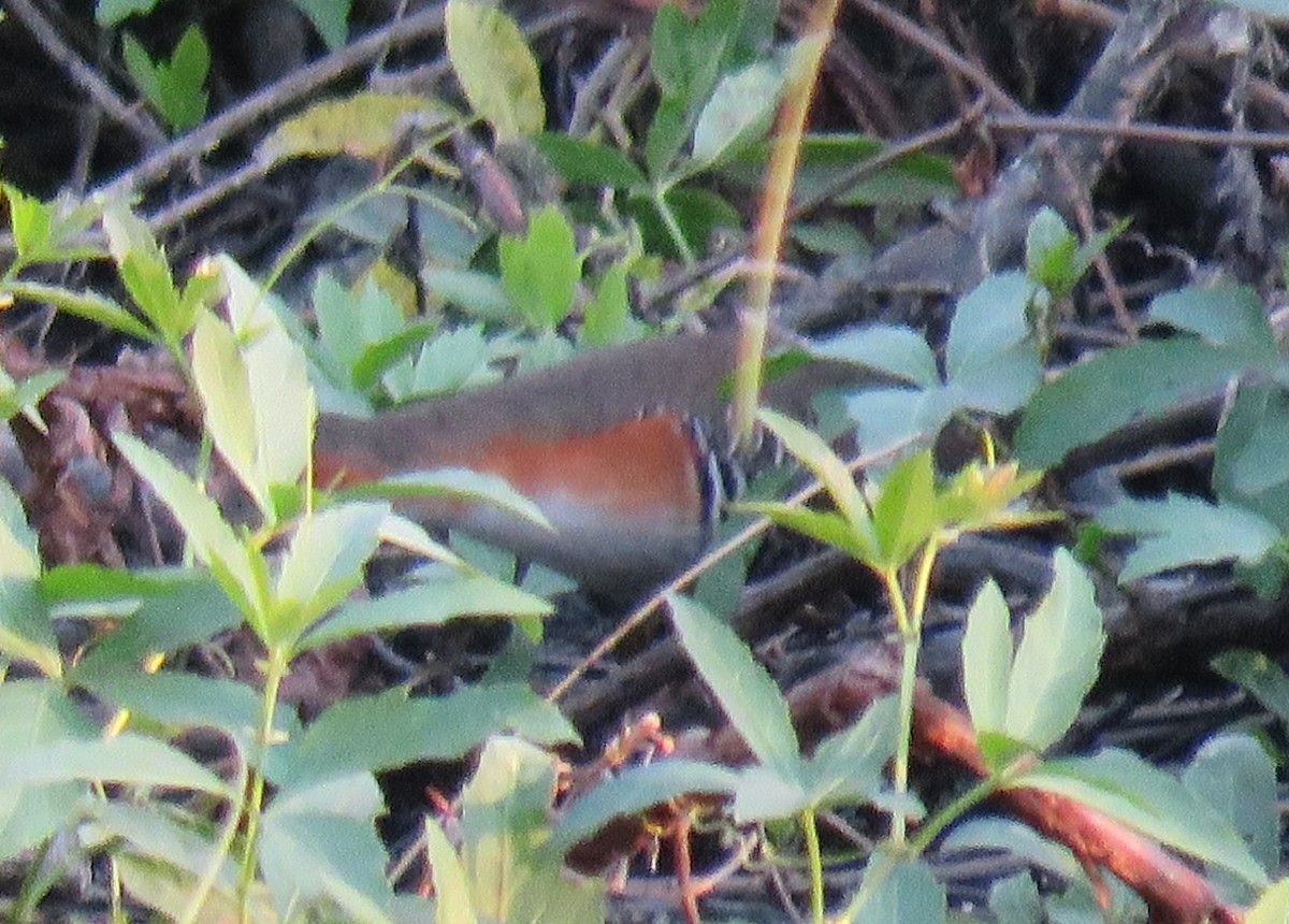 Rufous-sided Crake - ML620507311