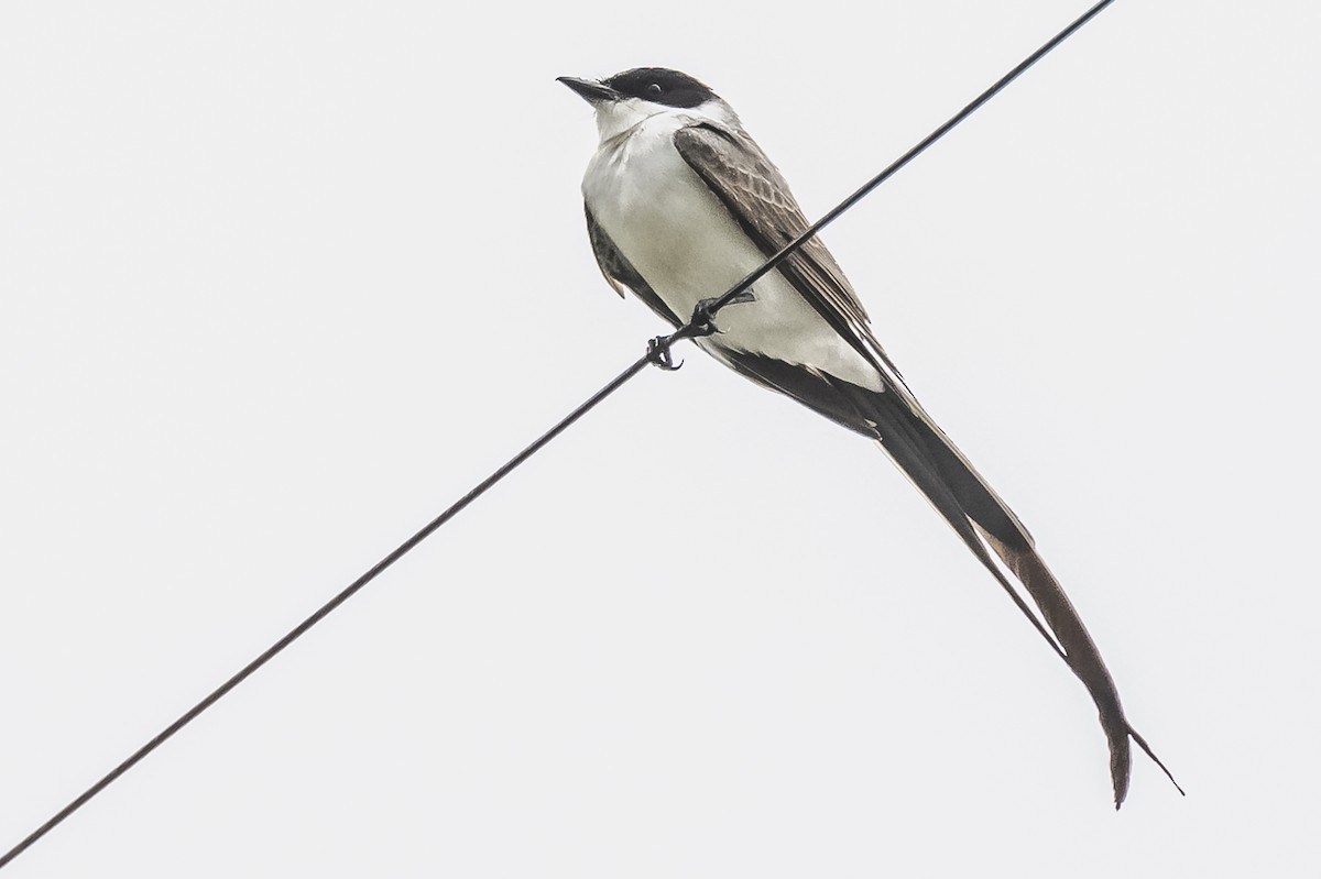 Fork-tailed Flycatcher - Amed Hernández