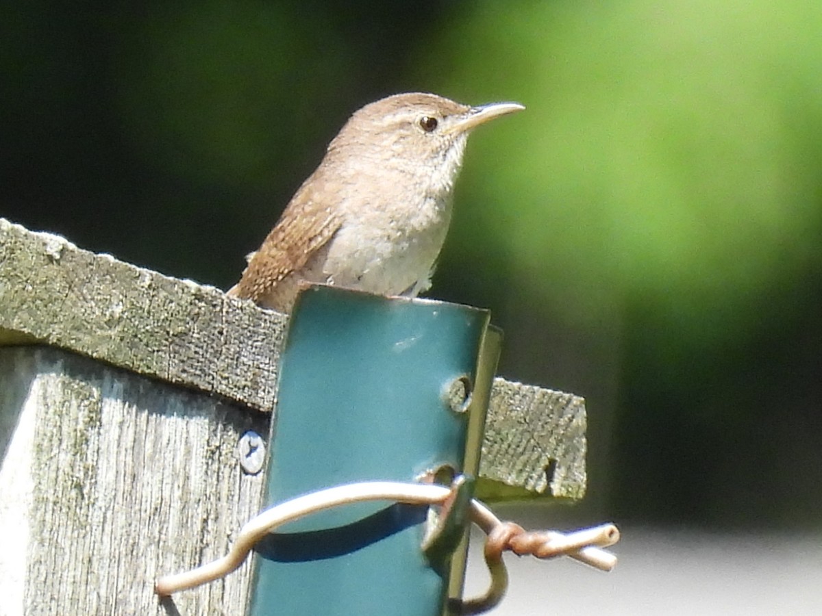 House Wren - ML620507313