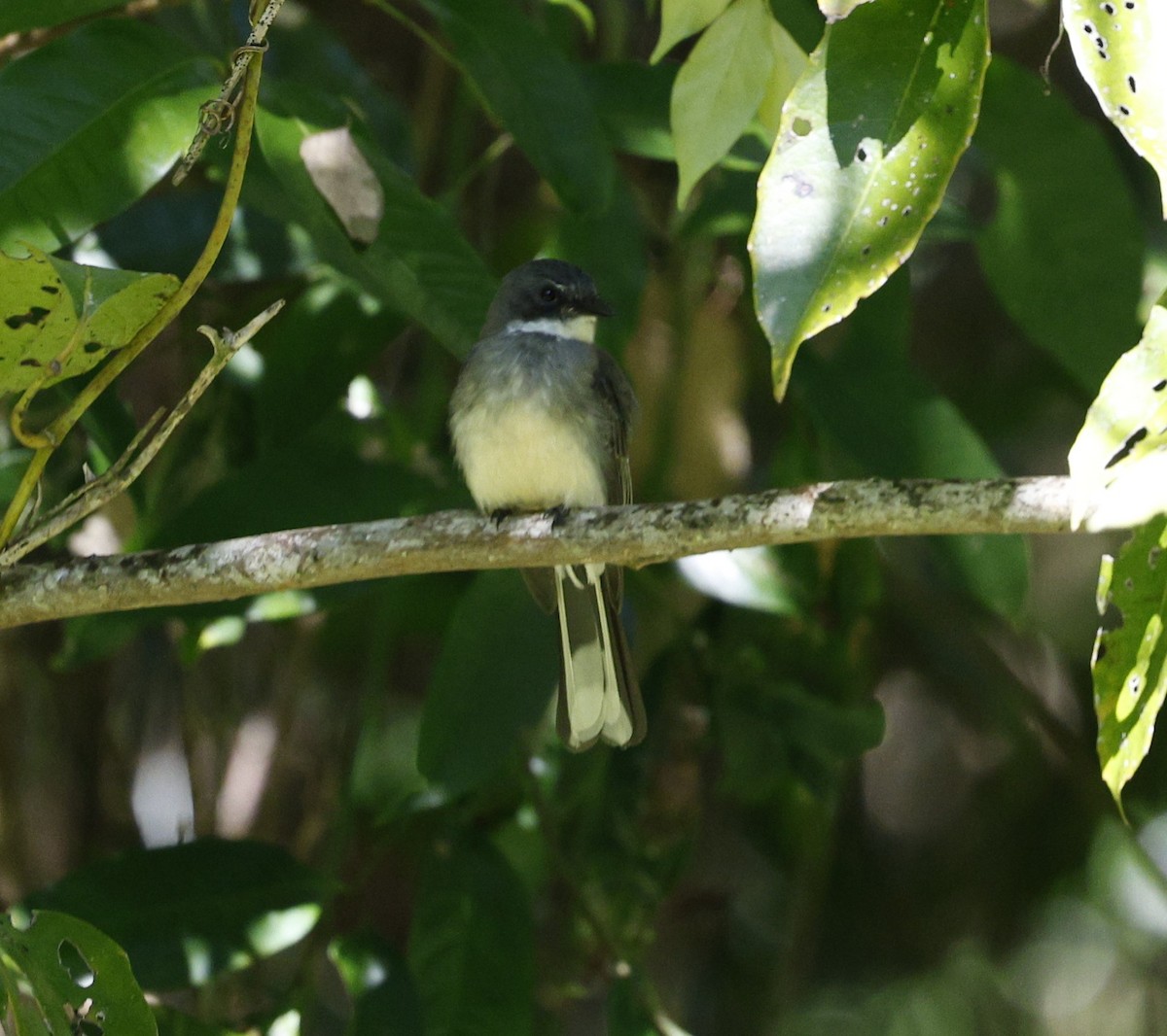 Northern Fantail - ML620507317