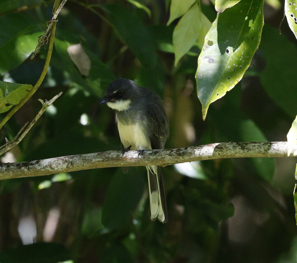 Northern Fantail - ML620507318