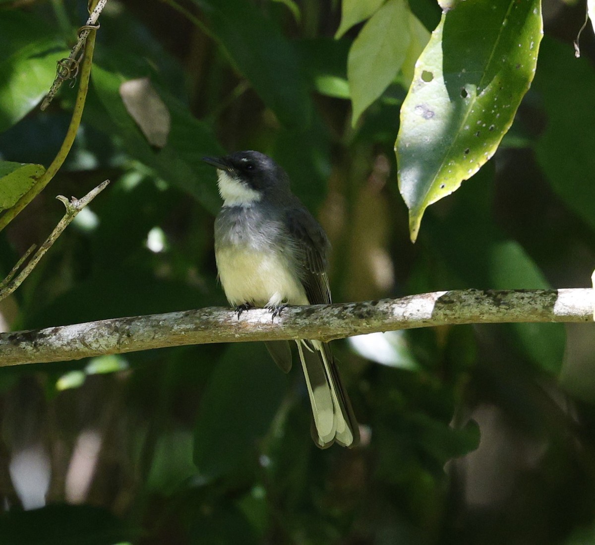 Northern Fantail - ML620507319