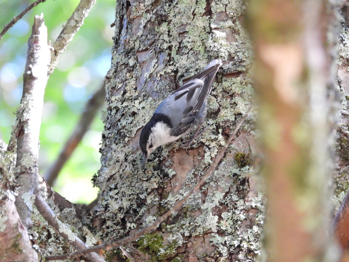 White-breasted Nuthatch - ML620507321