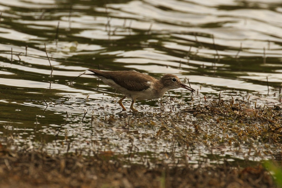 Spotted Sandpiper - ML620507326