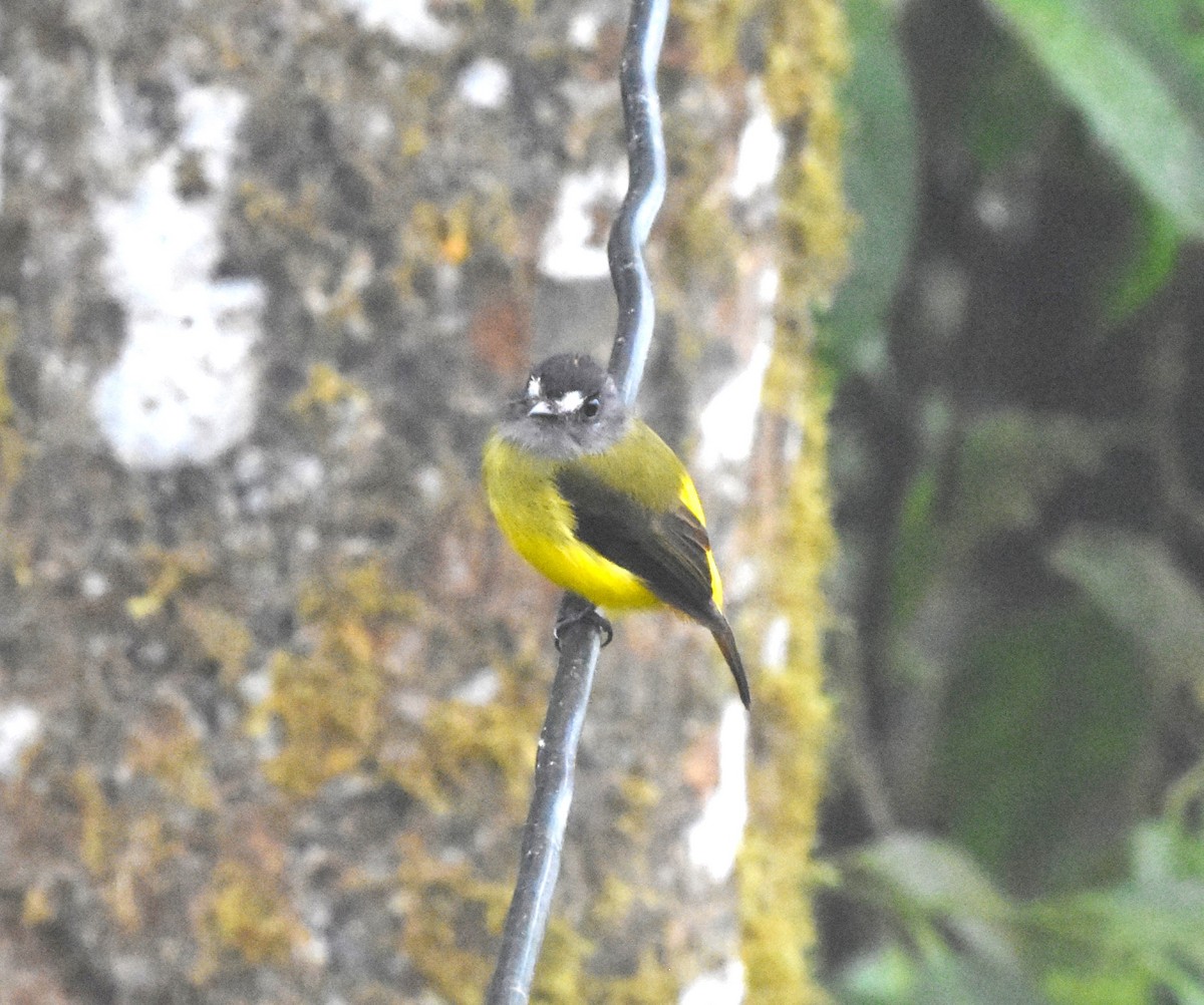 Ornate Flycatcher - ML620507329