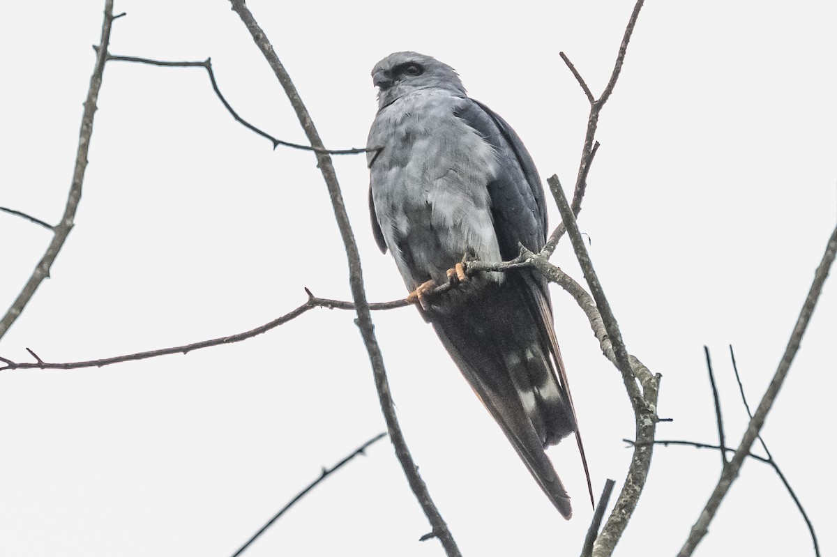 Plumbeous Kite - ML620507331