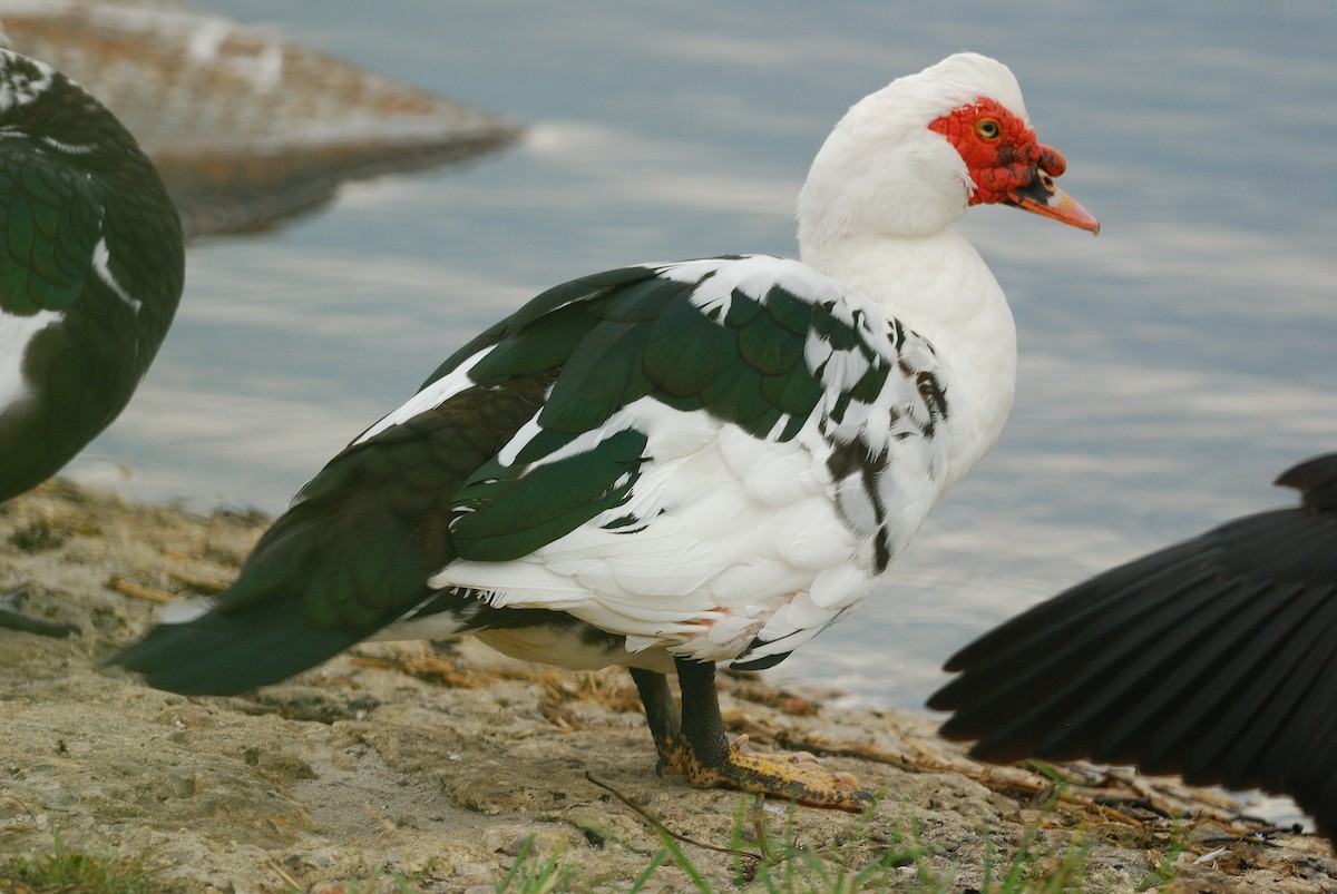 Muscovy Duck (Domestic type) - ML620507332