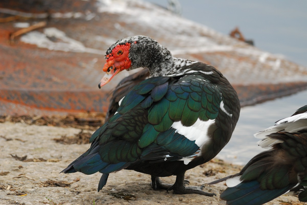 Muscovy Duck (Domestic type) - ML620507333