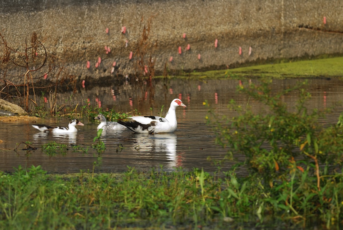 Muscovy Duck (Domestic type) - ML620507334