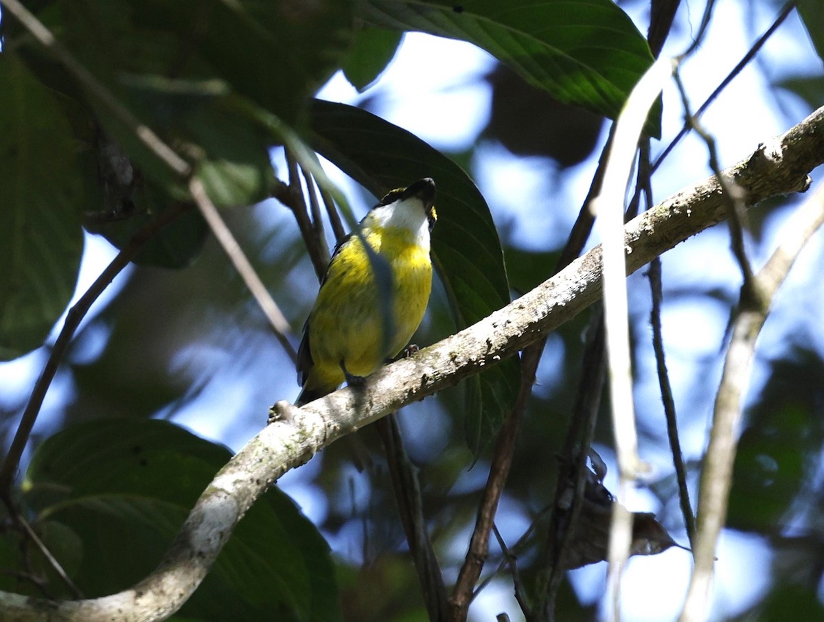 Yellow-breasted Boatbill - ML620507340