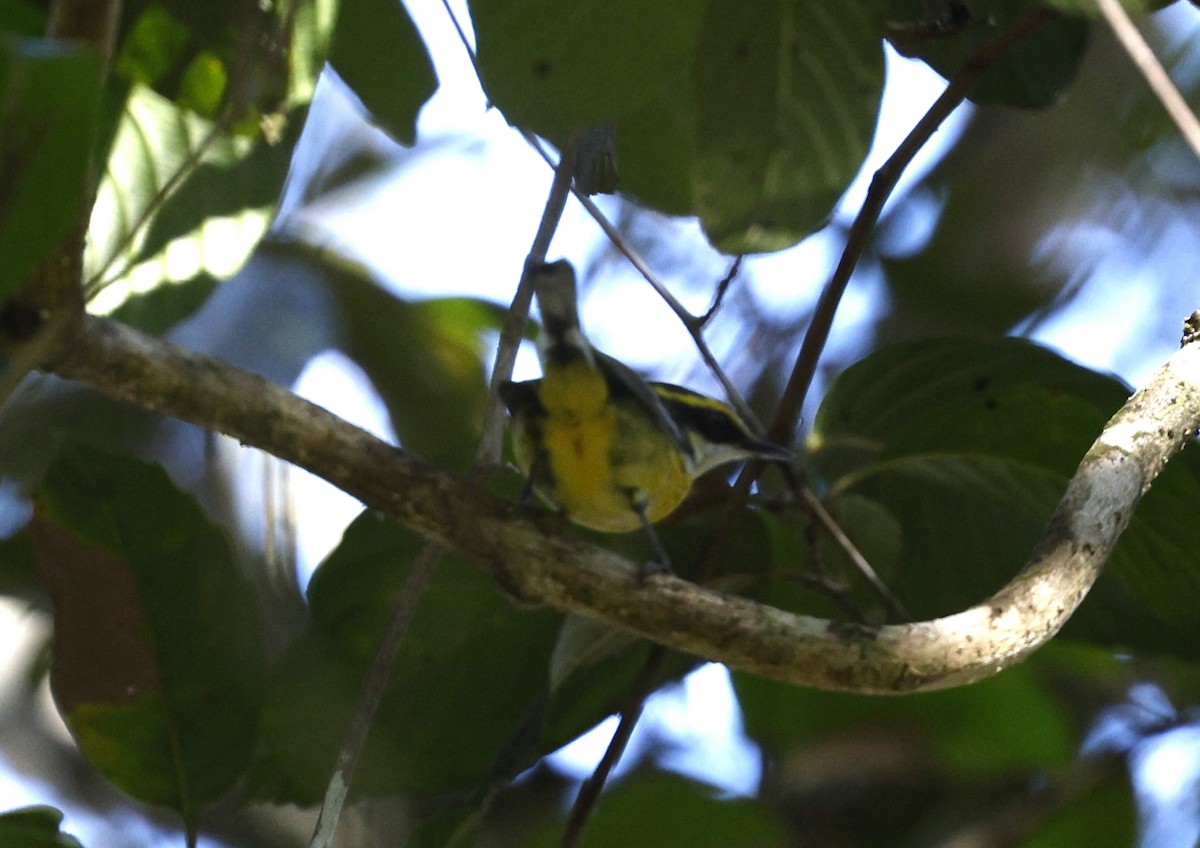 Yellow-breasted Boatbill - Cathy Pert