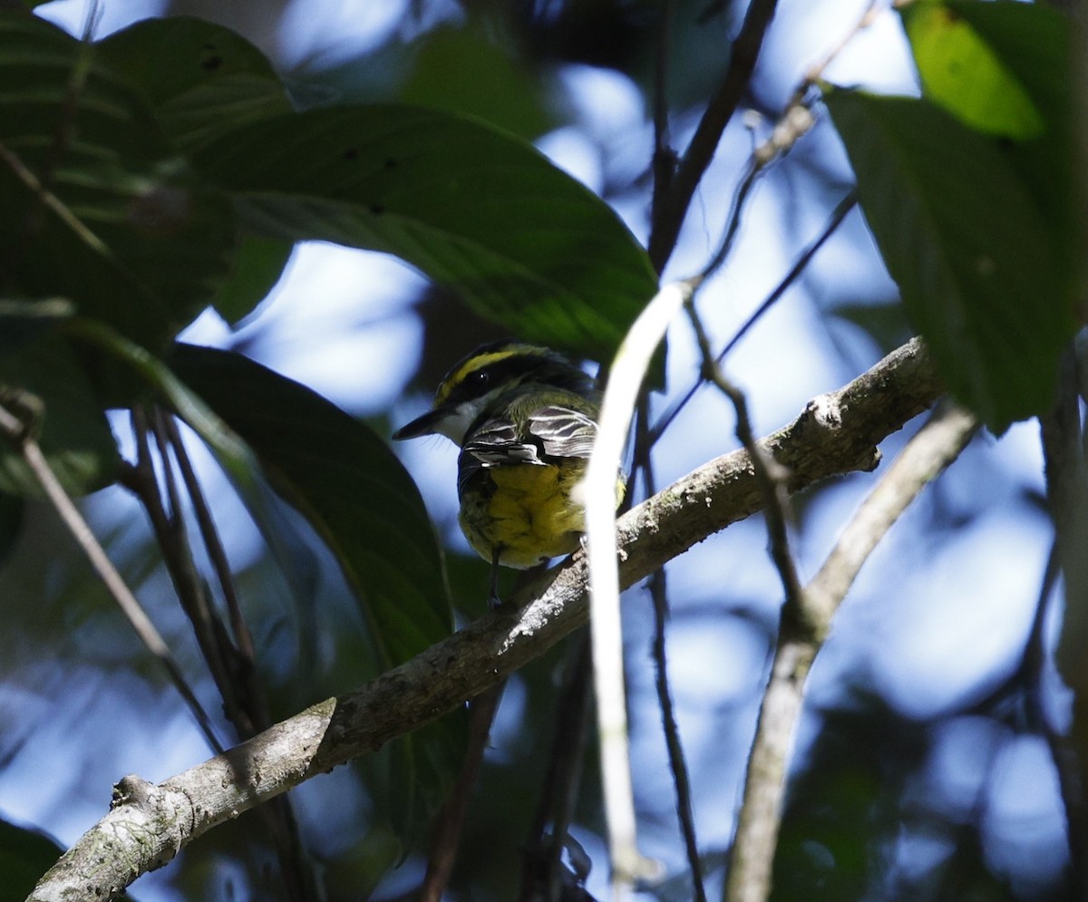 Yellow-breasted Boatbill - ML620507343