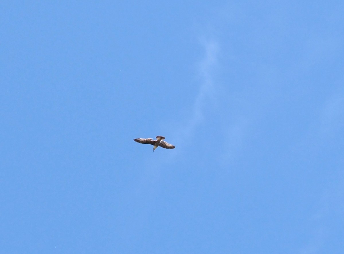 goéland ou mouette sp. - ML620507353