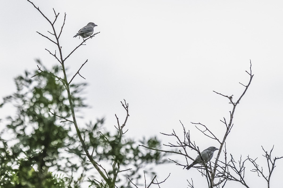 Sayaca Tanager - Amed Hernández