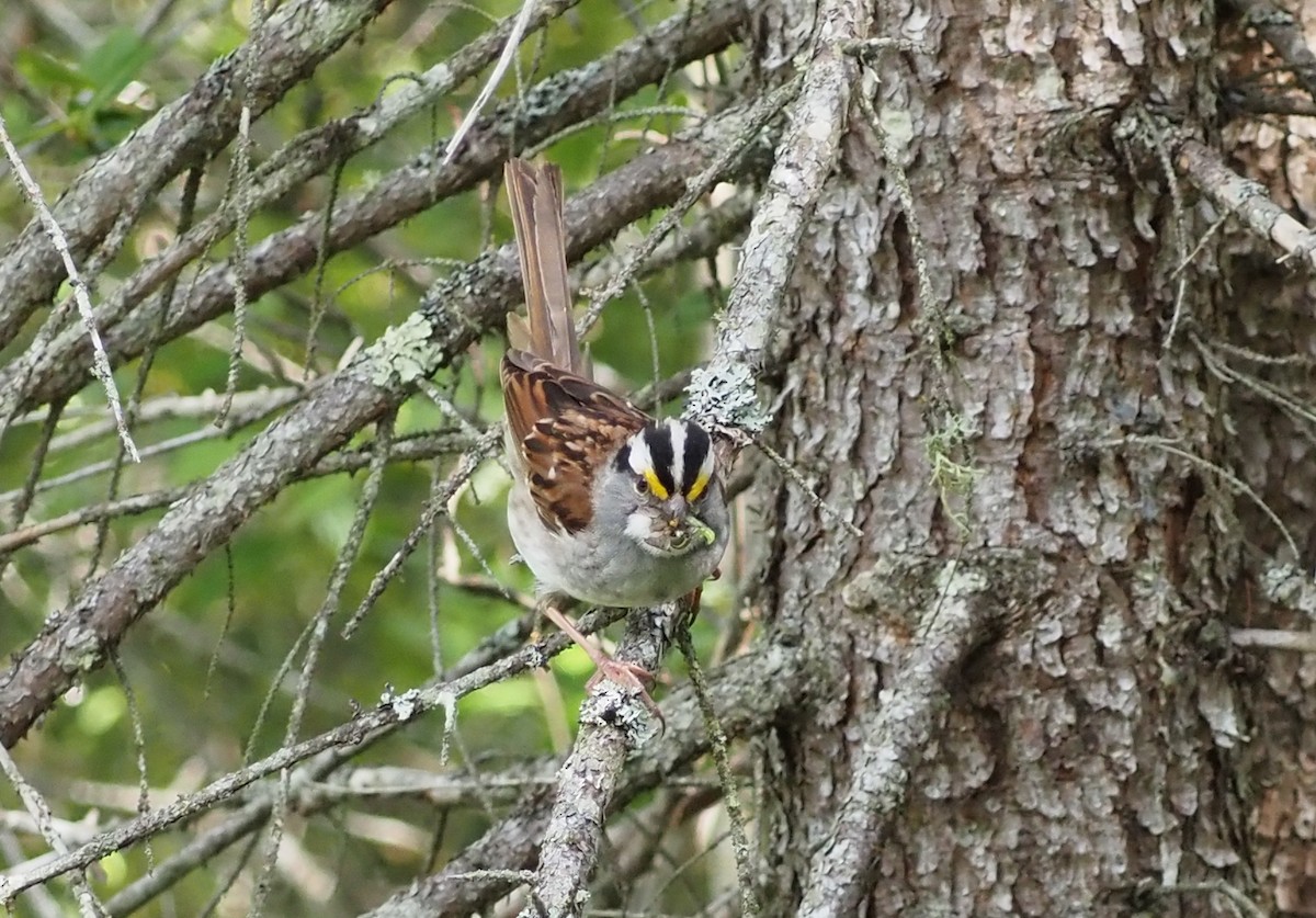 White-throated Sparrow - ML620507359
