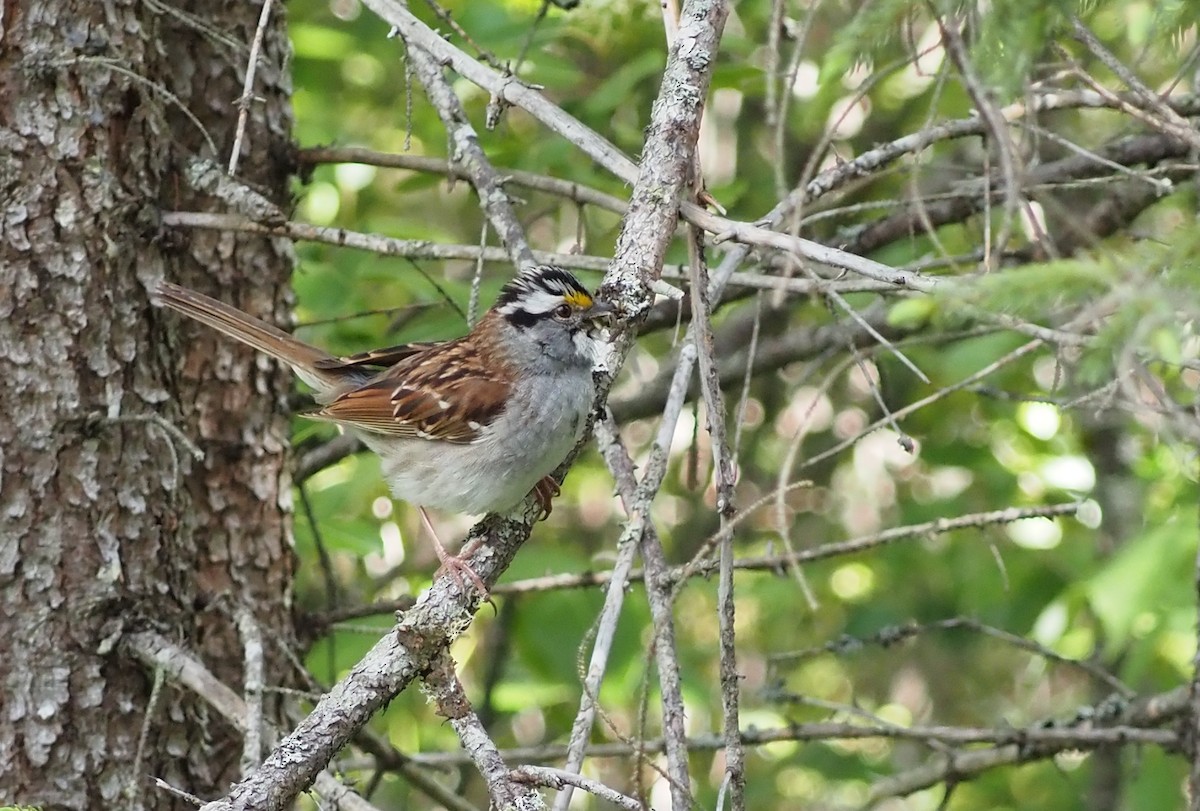 White-throated Sparrow - ML620507360