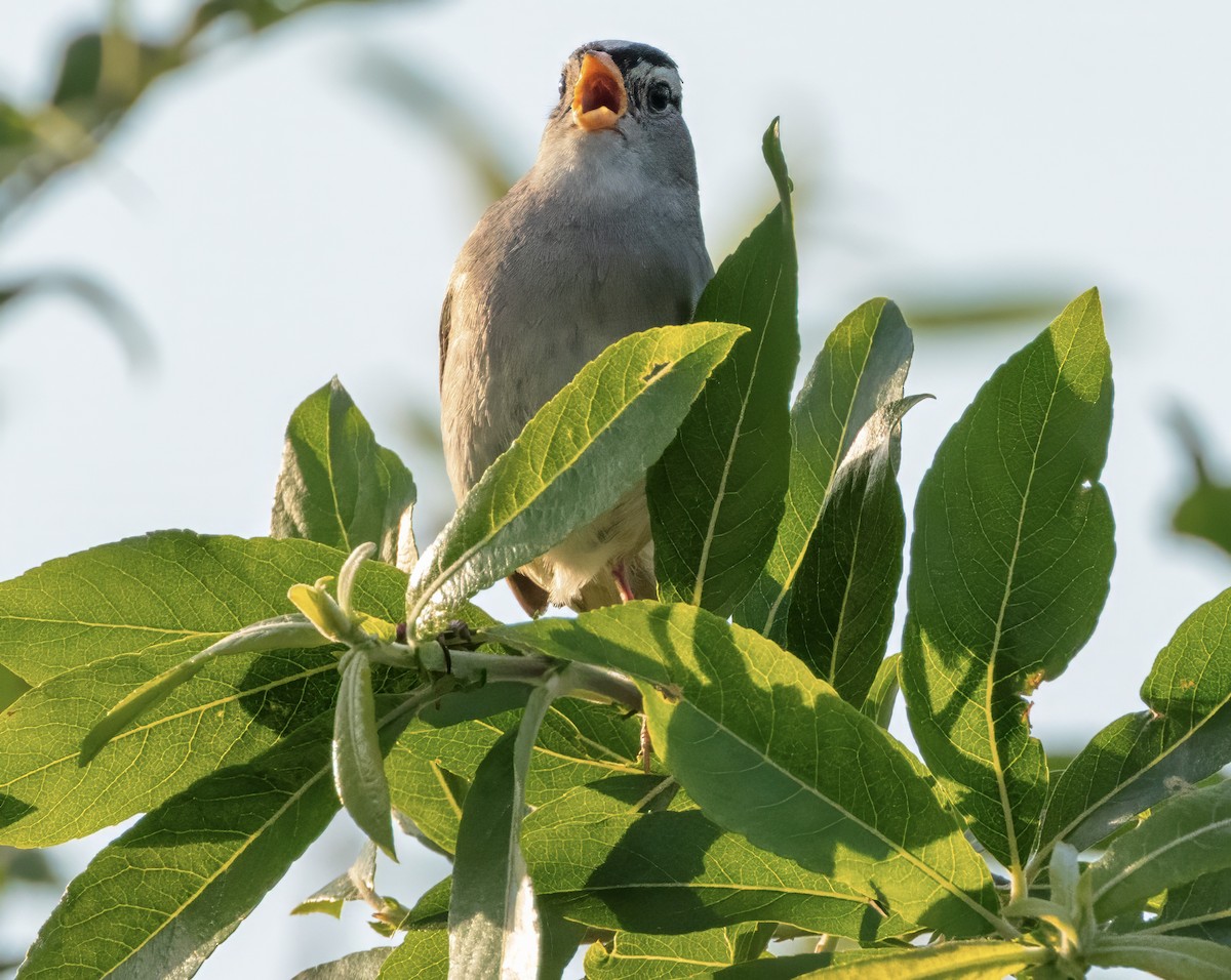 White-crowned Sparrow - ML620507361