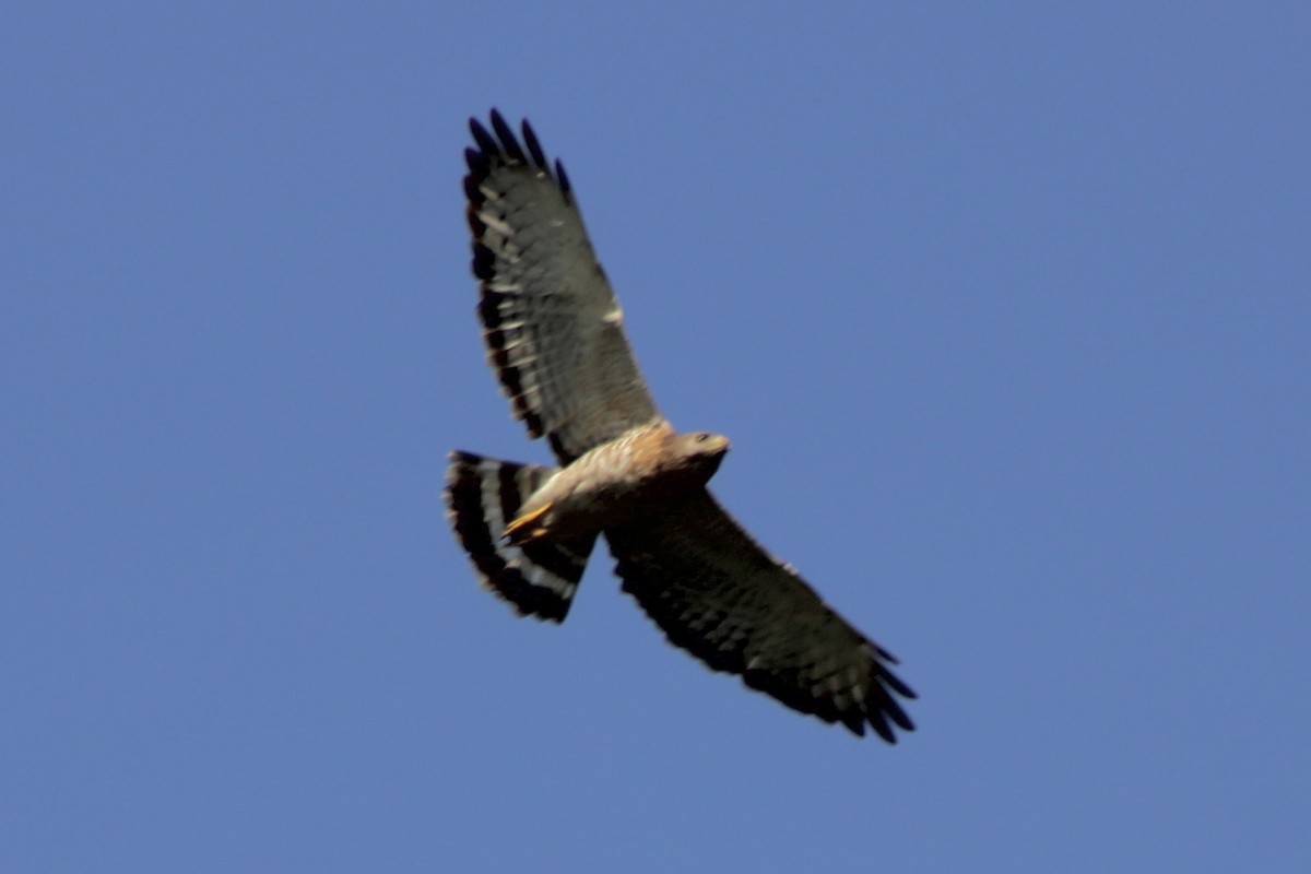 Broad-winged Hawk - ML620507363