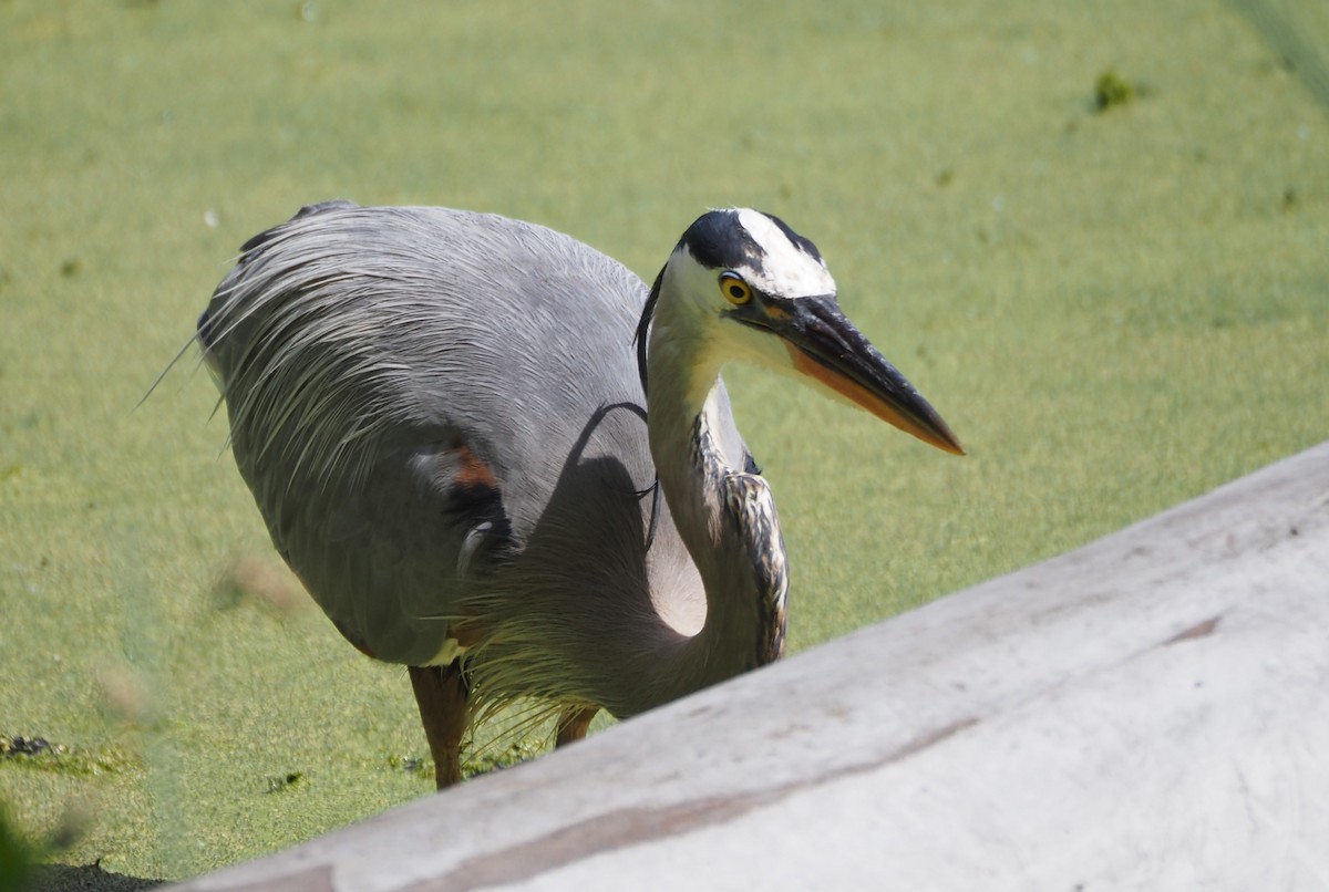 Great Blue Heron - ML620507364